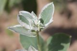 Euphorbia marginata. Верхушка побега с соцветиями. Казахстан, г. Актау, на клумбе. 22 июня 2021 г.