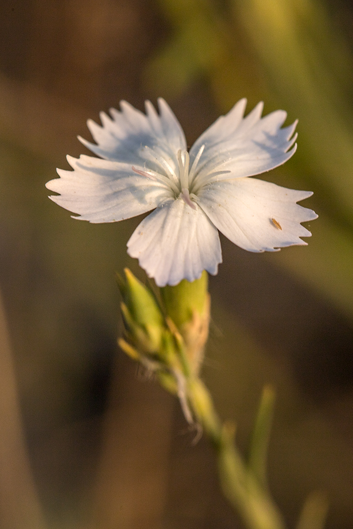 Изображение особи Dianthus pallens.