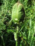 Papaver setiferum