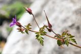 Geranium robertianum. Верхушка побега с бутонами, цветком и завязавшимися плодами. Абхазия, окр. г. Новый Афон, каменистый склон Иверской горы, вблизи дороги к Анакопийской крепости. 12.05.2021.