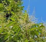 Rhus chinensis