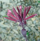 Saponaria glutinosa