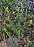 Linaria genistifolia