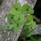 Medicago arabica. Листья. Абхазия, Гагрский р-н, окр. с. Лдзаа, разнотравный луг. 11.04.2024.