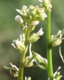Litwinowia tenuissima