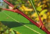 Salix &times; myrtoides