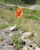 Papaver fugax