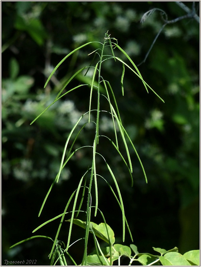 Изображение особи Arabis pendula.