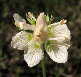 Parnassia palustris