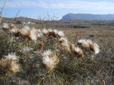 Lamyra echinocephala