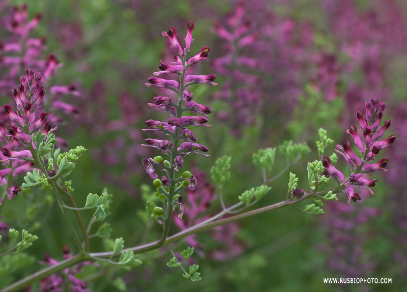 Изображение особи Fumaria officinalis.