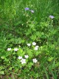 Geranium pseudosibiricum