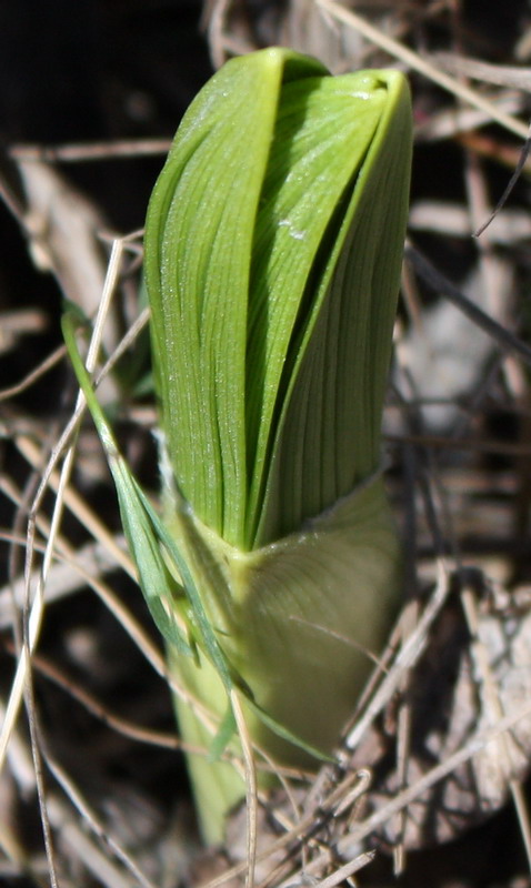 Изображение особи Veratrum nigrum.