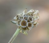 Scabiosa bipinnata. Соплодие. Черноморское побережье Кавказа, обочина дороги (смотровая площадка) между Дивноморским и Джанхотом. 23.08.2013.