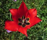 Tulipa schmidtii