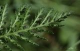 Achillea millefolium