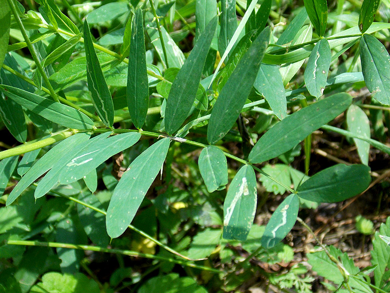 Изображение особи Galega officinalis.