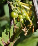 Ribes aureum