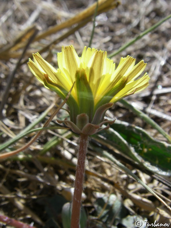 Изображение особи Taraxacum hybernum.