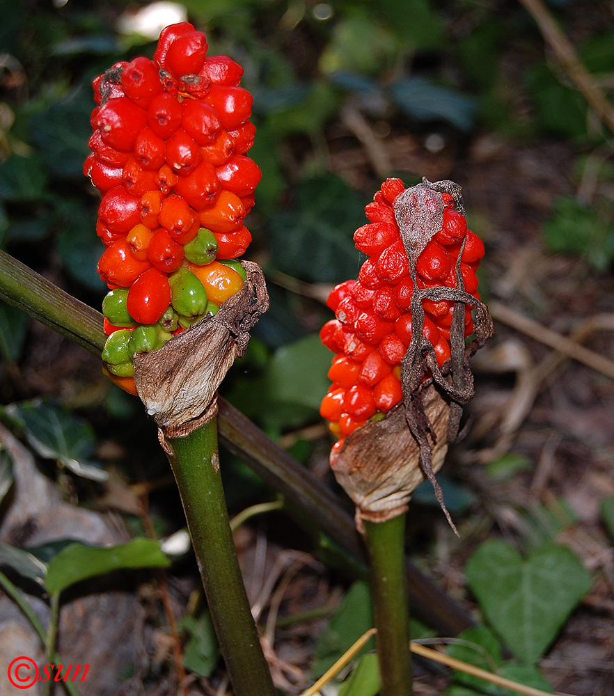 Изображение особи Arum elongatum.