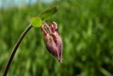 Aquilegia vulgaris