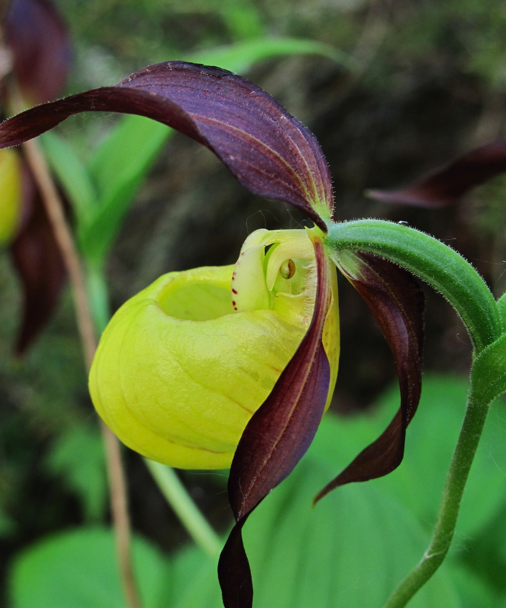 Image of Cypripedium calceolus specimen.