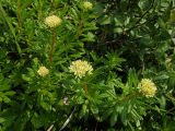 Rhodiola stephanii