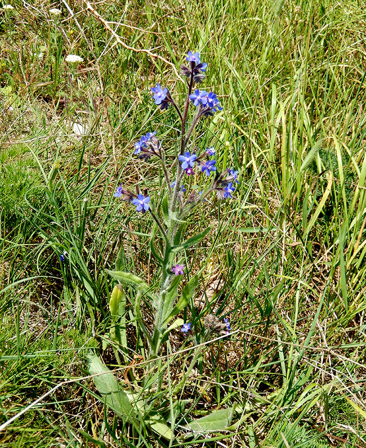 Изображение особи Anchusa azurea.