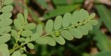 Phyllanthus amarus. Побег с бутонами, цветками и созревающими плодами (вид с абаксиальной стороны листьев). Таиланд, о-в Пхукет, курорт Карон, полоса зелёных насаждений вдоль пляжа. 18.01.2017.