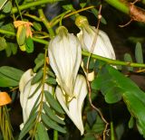 Sesbania grandiflora. Часть побега с цветками. Таиланд, о-в Пхукет, курорт Ката, во дворе, в культуре. 17.01.2017.