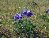 Pulsatilla regeliana