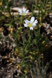 Cerastium arvense