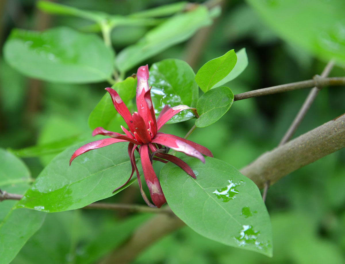 Изображение особи Calycanthus occidentalis.