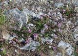 Oxytropis sordida