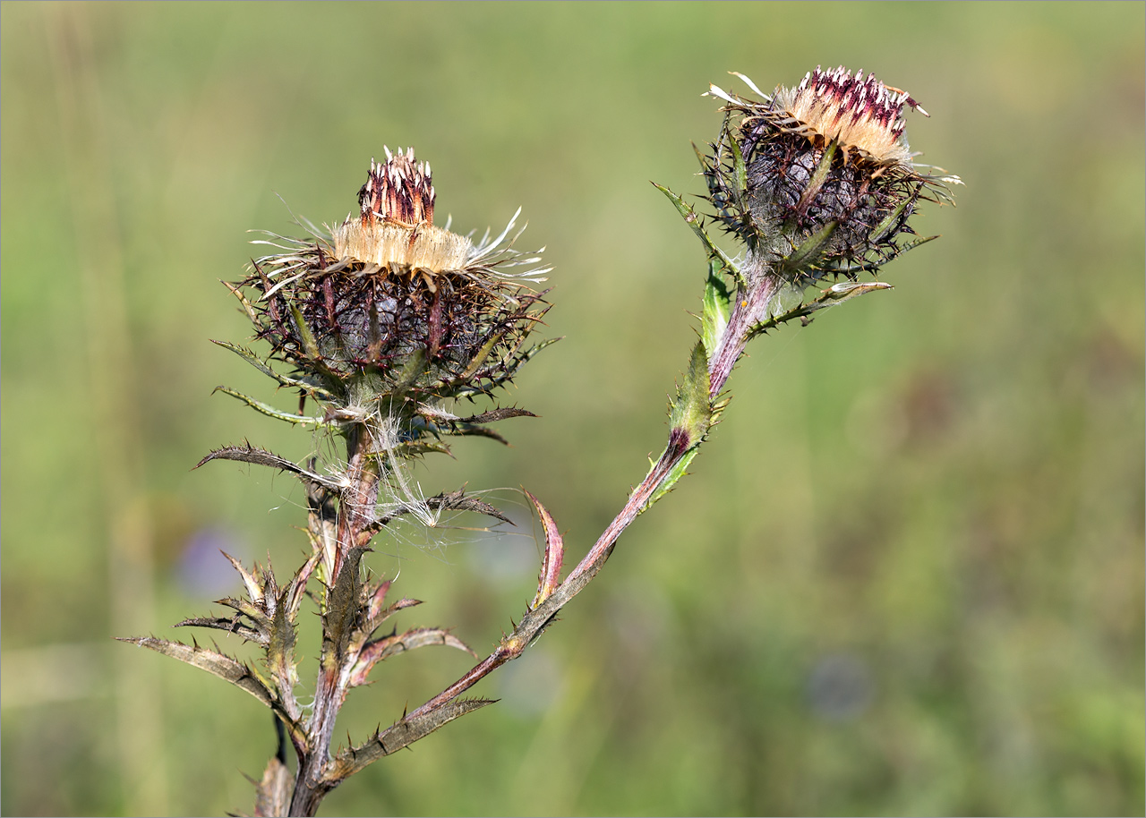 Изображение особи Carlina fennica.