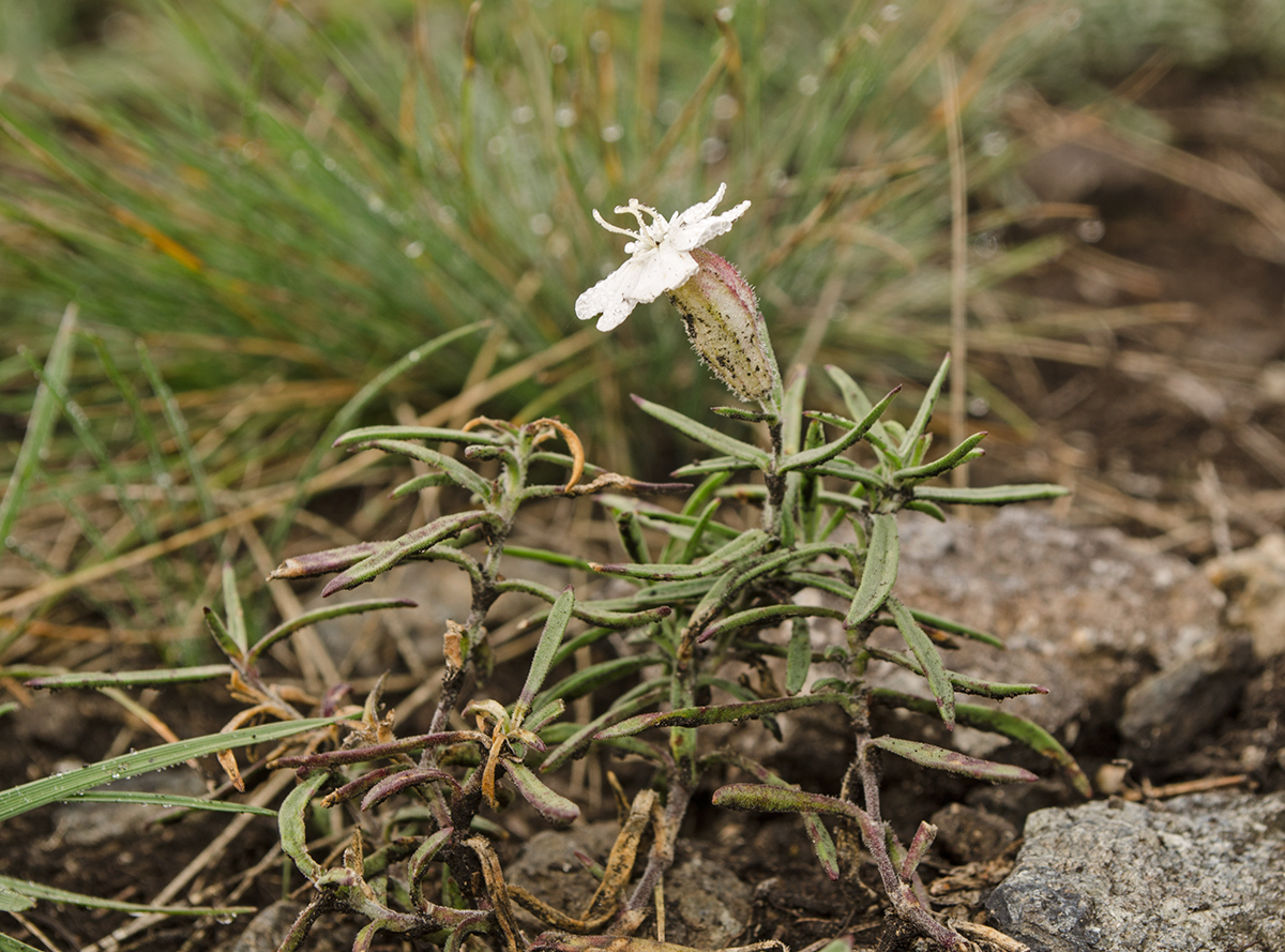 Изображение особи Silene amoena.