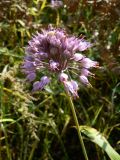 Allium sacculiferum