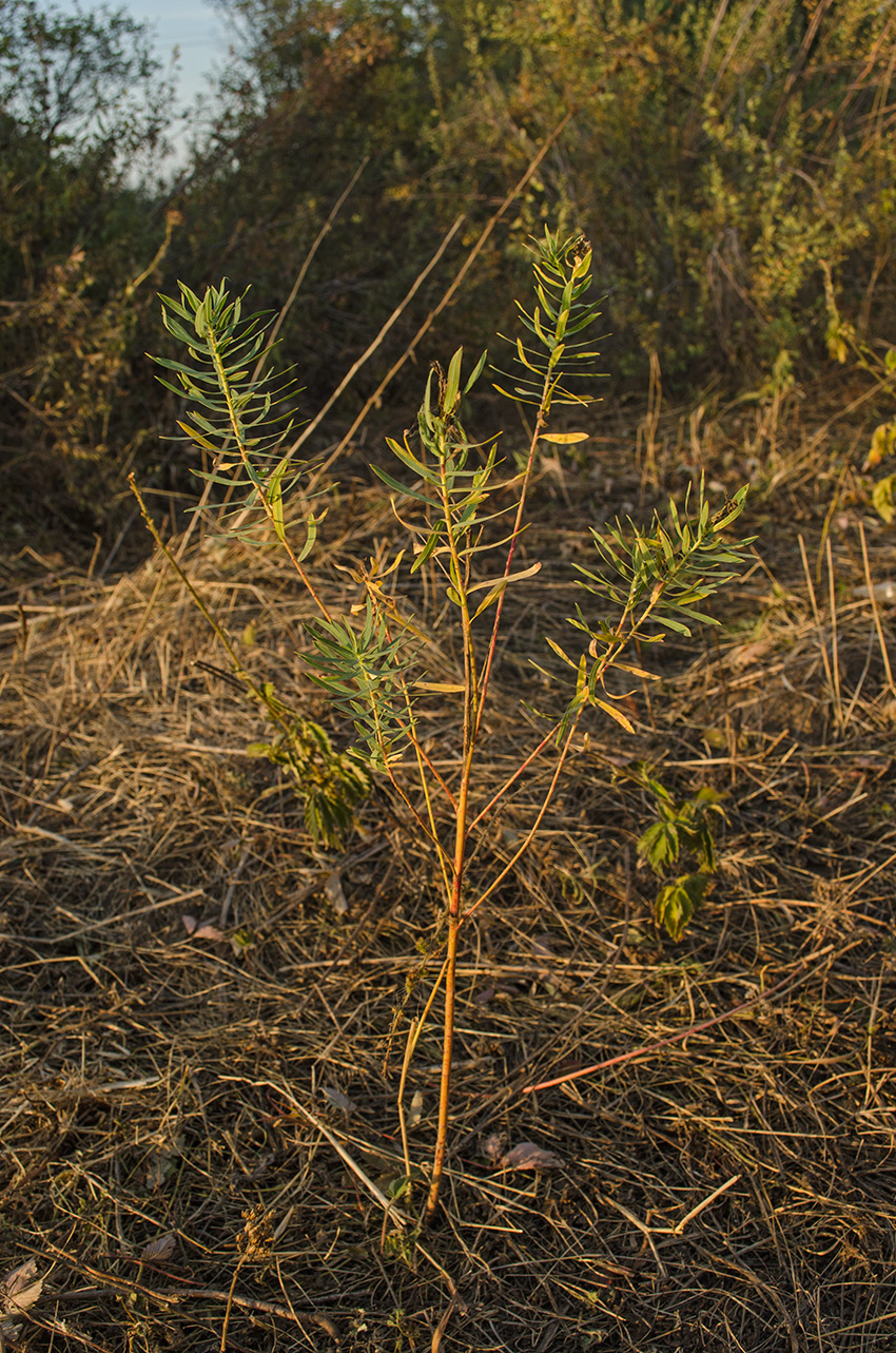 Изображение особи Euphorbia virgata.