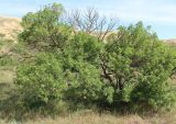 Fraxinus oxycarpa. Плодоносящее растение. Республика Дагестан, бархан Сарыкум. 21.05.2019.