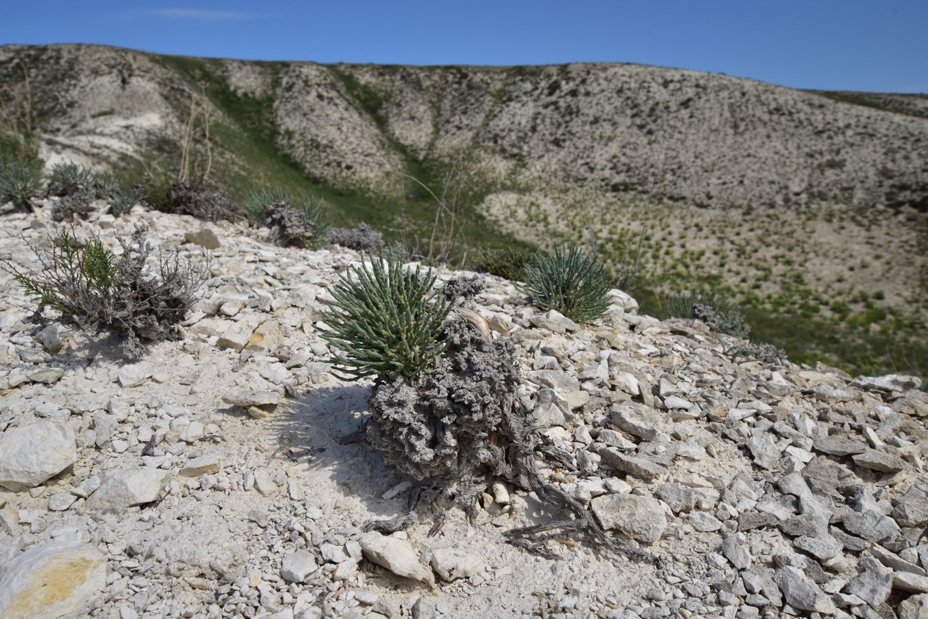 Изображение особи Anabasis cretacea.