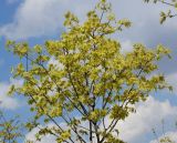 Acer platanoides