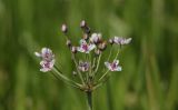 Butomus umbellatus