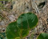 Eryngium thorifolium. Прикорневые листья. Турция, провинция Анталья, южная окраина г. Кемер, на осыпи в сосновом лесу. 23.08.2019.