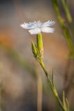 Dianthus pallens. Верхушка побега с соцветием. Крым, Керченский п-ов, Караларский природный парк, окр. бухты Коровья, в расщелине скалы. 03.07.2021.