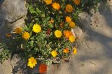 Calendula officinalis