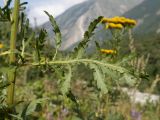 Tanacetum vulgare