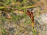 Carex cuspidata. Верхушка побега с соплодиями и отцветшим тычиночным соцветием. Краснодарский край, м/о город-герой Новороссийск, водосборная зона Суджукской лагуны, территория дендропарка НПИ КубГТУ, периодически затапливаемое место. 15.06.2022.