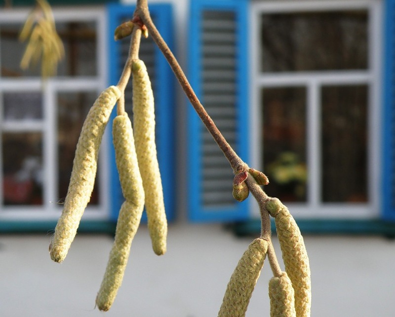 Изображение особи Corylus avellana.