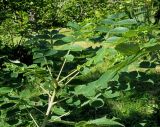 Rhus chinensis