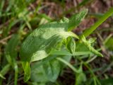 Rumex acetosella. Лист. Тверская обл., Кимрский р-н, сосново-еловый лес, у лесной дороги. 10.06.2022.